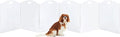 Extra-Wide Clear Acrylic Freestanding Dog Gates by Feoyoho
