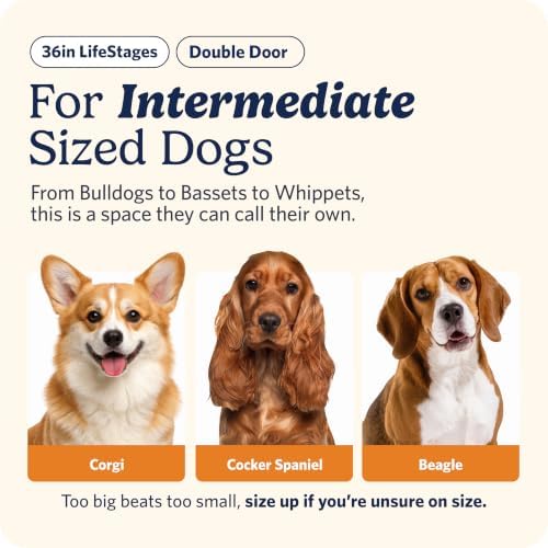 LifeStages by MidWest 36-Inch Double Door Crate, M-L Breeds, 41-70 lbs - Image 2