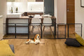 FXW Dog Gate Extra Wide Designed by FXW